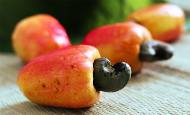 Cashew processing gets major boost from CSIR