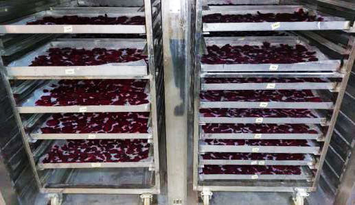 Beetroots arranged on trolleys and placed in the mechanical dryer Image