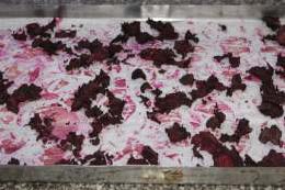 Dried beetroots after 7 hr of drying in the dryer at 60oC Image