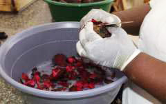 Peeling of the washed beetroots Image