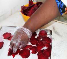 Arranging the sliced beetroot on trays Image