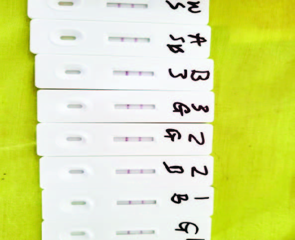 Results from rapid testing of aflatoxins Image