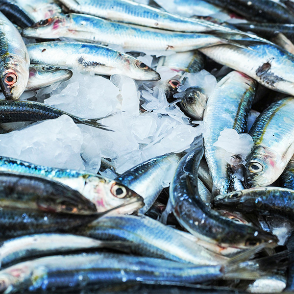FAO-FISH