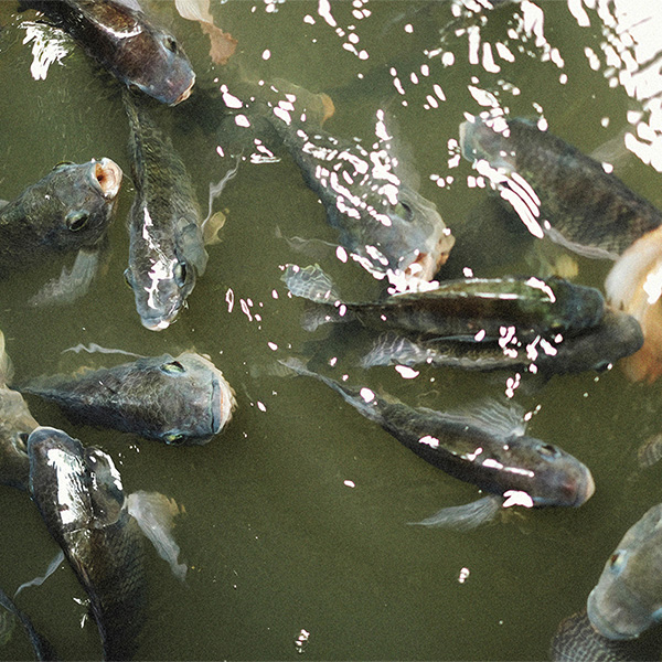 Safefish Project