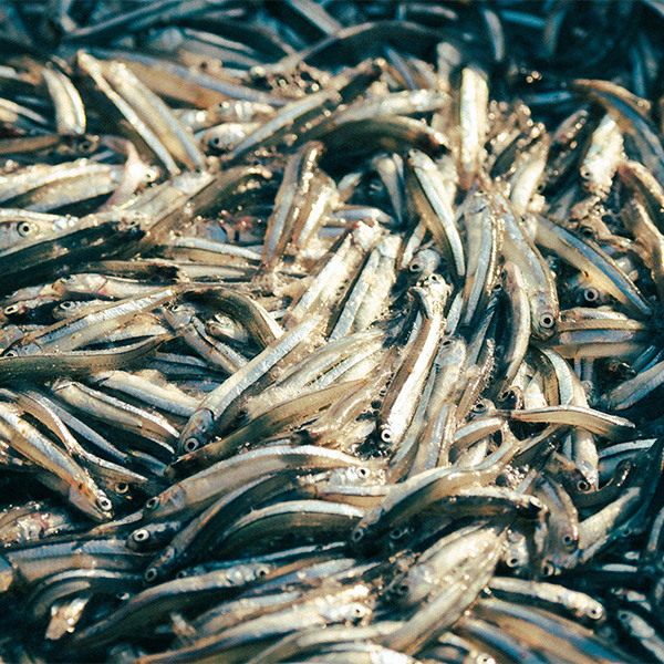 SMALLFISHFOOD