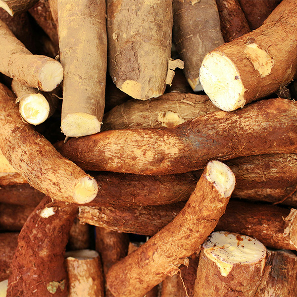 PERFORMANCE OF YELLOW CASSAVA IN FOOD APPLICATION